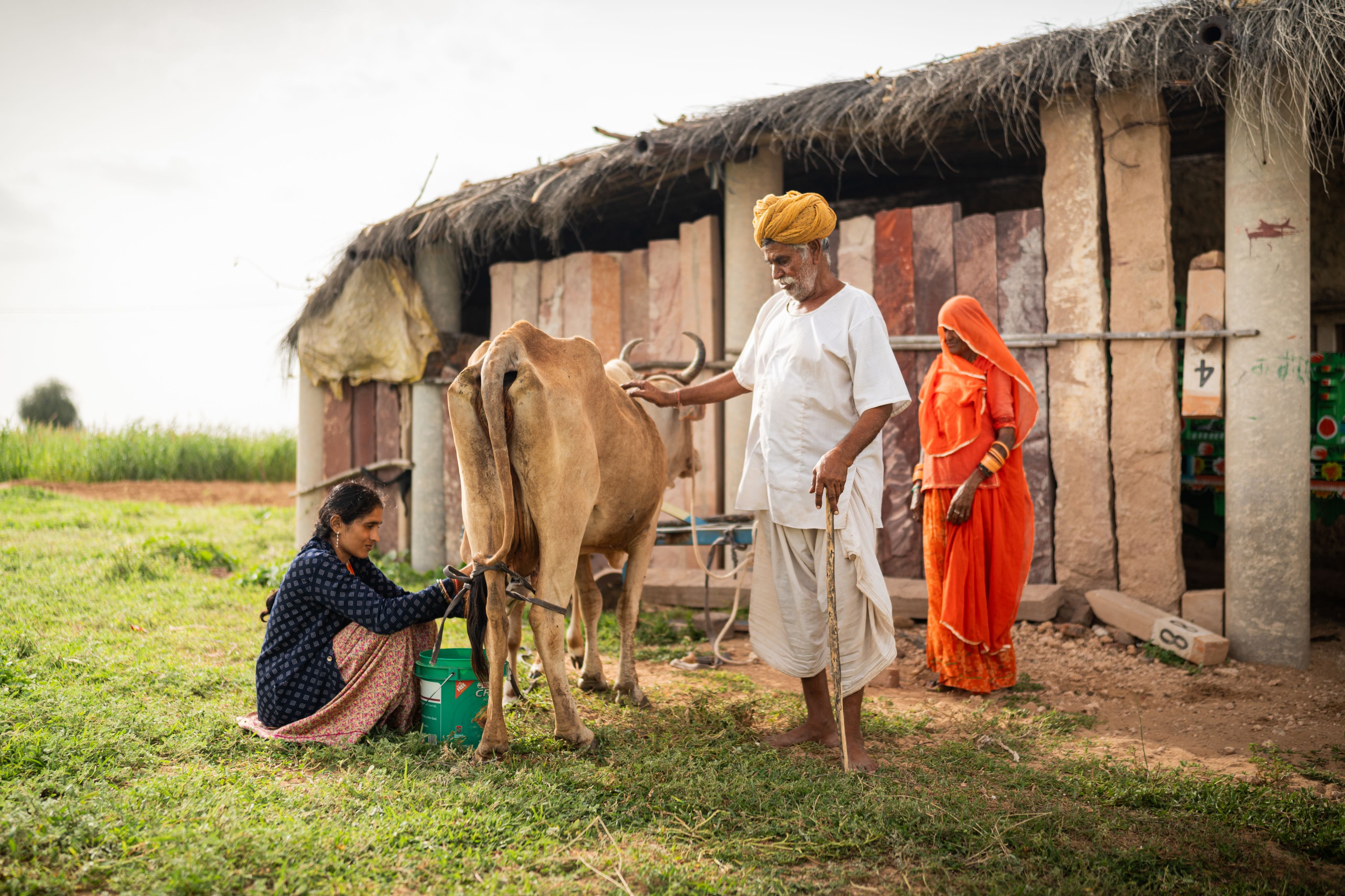 An older man stands by a cow that is being milked by a female family member. A lady in orange sari stands behind him. 